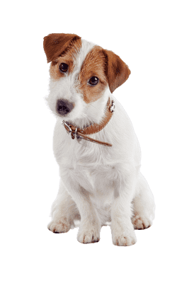 Jack Russell Terrier som hvalp