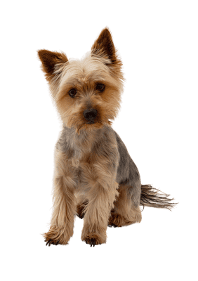 Australsk Terrier