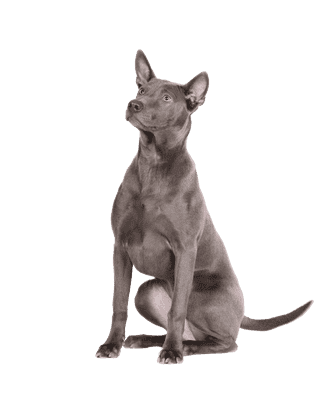 Thai Ridgeback Dog