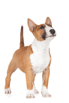 Bull Terrier, miniature