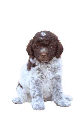 Lagotto Romagnolo som hvalp