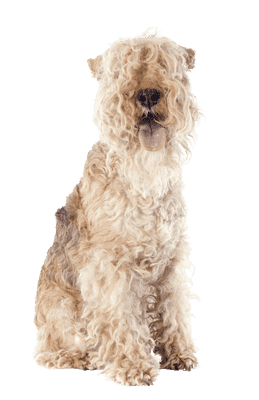 Lakeland Terrier