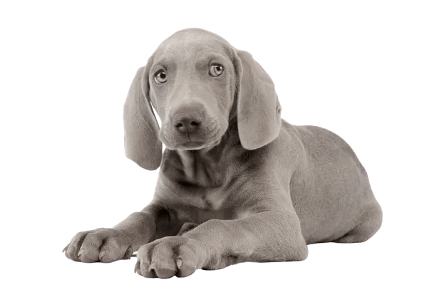 Weimaraner