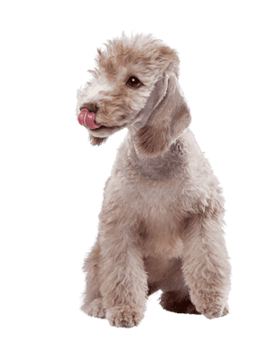 Bedlington Terrier som ung/voksen