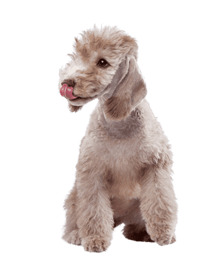 Bedlington Terrier