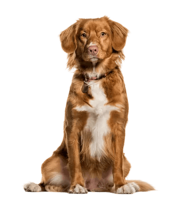 Nova Scotia Duck Tolling Retriever