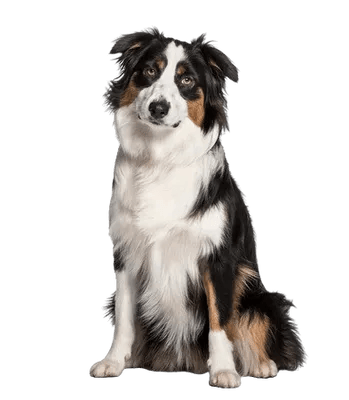 Miniature American Shepherd