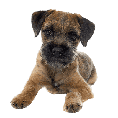 Border Terrier som hvalp