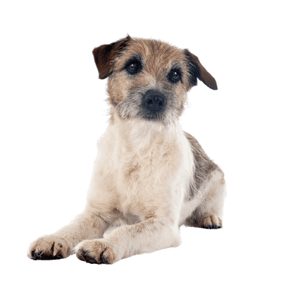 Jack Russell Terrier som senior