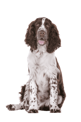 Engelsk Springer Spaniel som ung/voksen