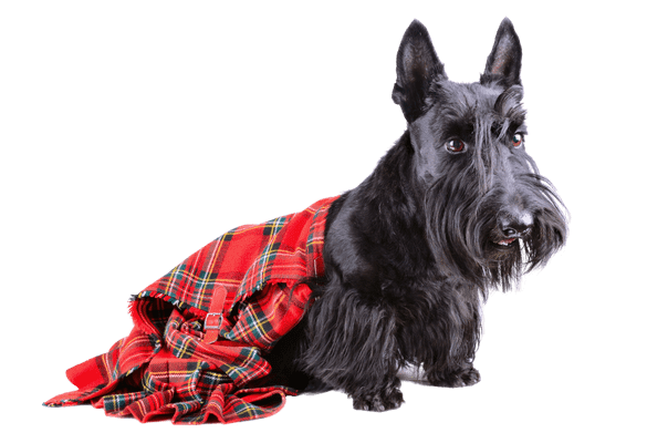 Skotsk Terrier som senior