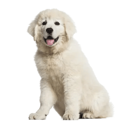 Polski Owczarek Podhalanski