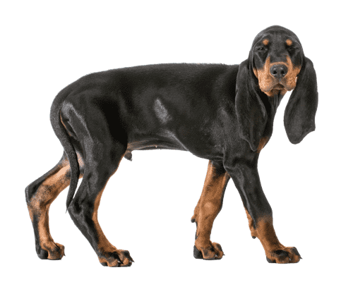 Black and Tan Coonhound som senior