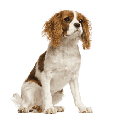 King Charles Spaniel som senior