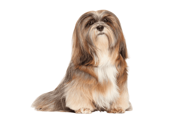 Lhasa Apso som ung/voksen