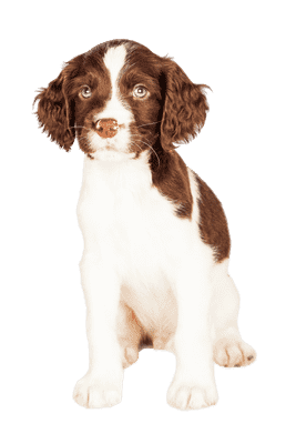 Engelsk Springer Spaniel som hvalp