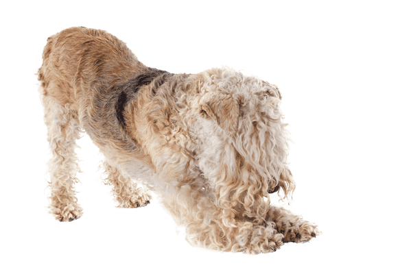 Lakeland Terrier som senior