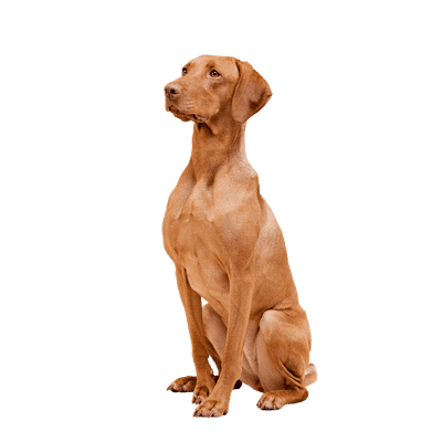 Vizsla