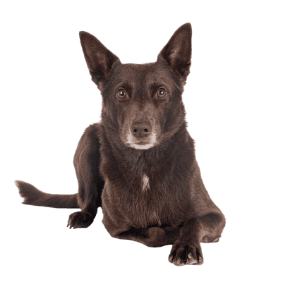 Australsk Kelpie som senior