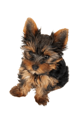 Australsk Terrier