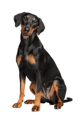 Tysk Pinscher
