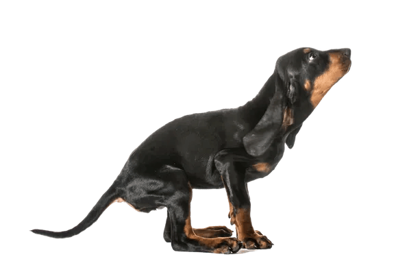 Black and Tan Coonhound