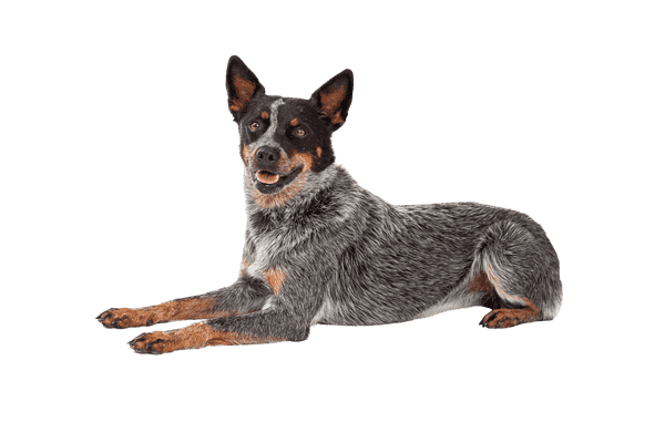 Australsk Cattle Dog som senior