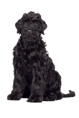 Sort Russisk Terrier