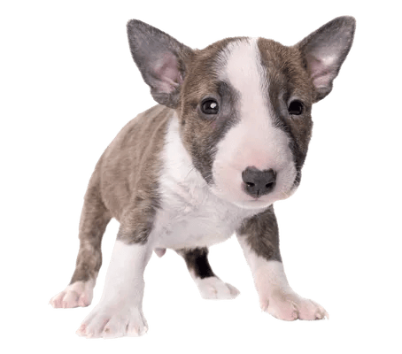 Bull Terrier
