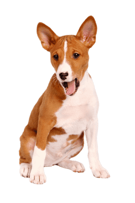 Basenji som ung/voksen