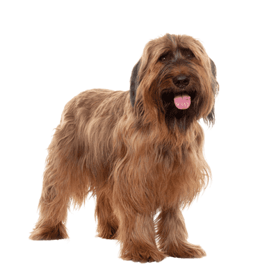 Briard som ung/voksen