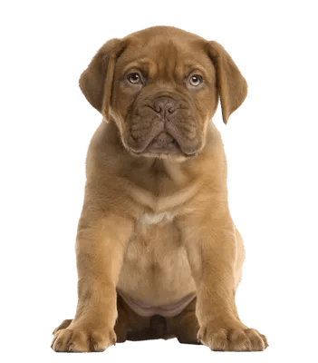 Dogue de Bordeaux