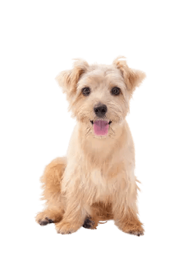 Norfolk Terrier