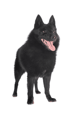 Schipperke som ung/voksen