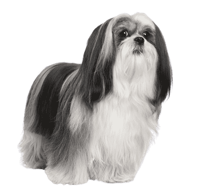 Lhasa Apso som senior