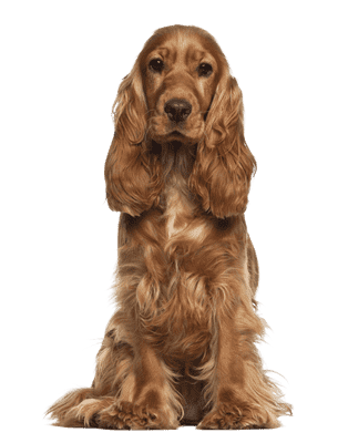 Engelsk Cocker Spaniel