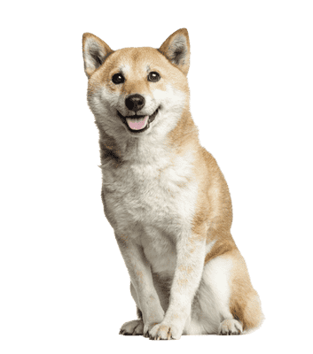 Shiba som senior