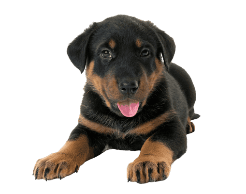 Beauceron som hvalp