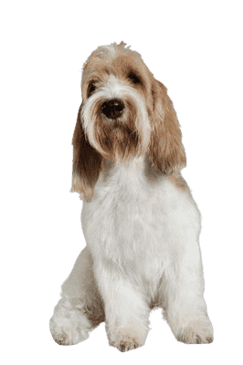 Grand Basset Griffon Vendéen som hvalp