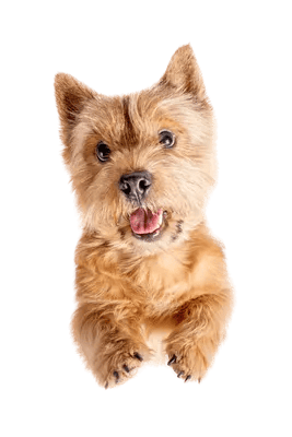 Norwich Terrier