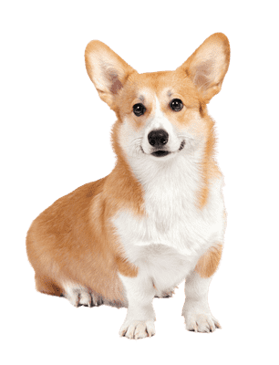 Welsh Corgi Pembroke som ung/voksen