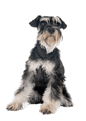 Dværgschnauzer