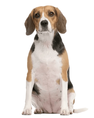 Beagle som gammel