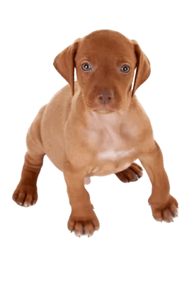 Vizsla