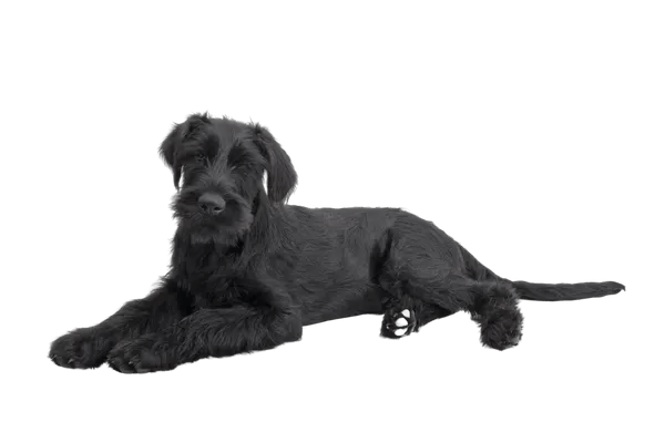 Riesenschnauzer