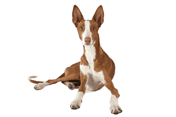 Podenco Ibicenco