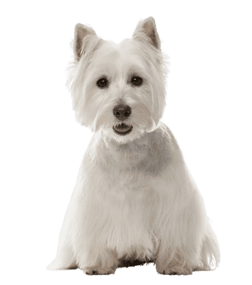 West Highland White Terrier som ung/voksen