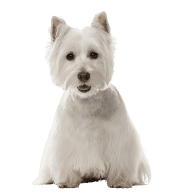 West Highland White Terrier