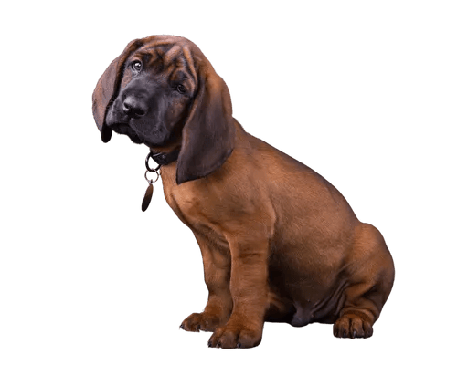 Bayersk Bjergschweisshund