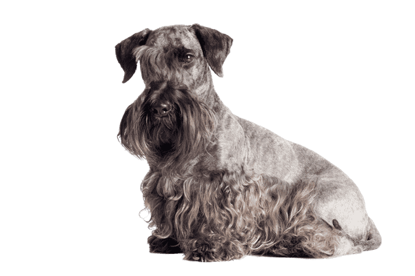 Cesky Terrier som senior